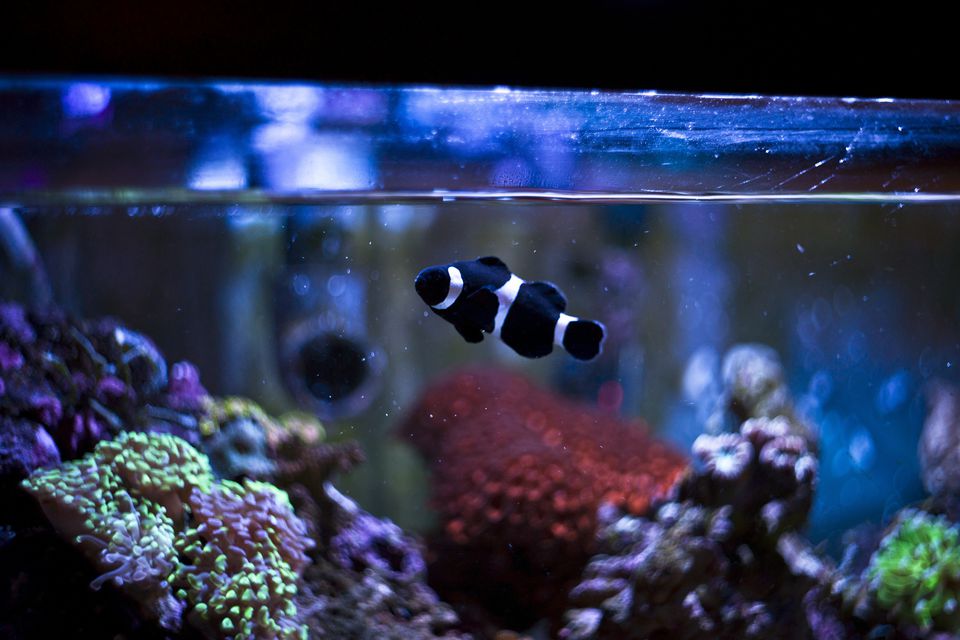 Black and White Striped Fish in Fish Tank