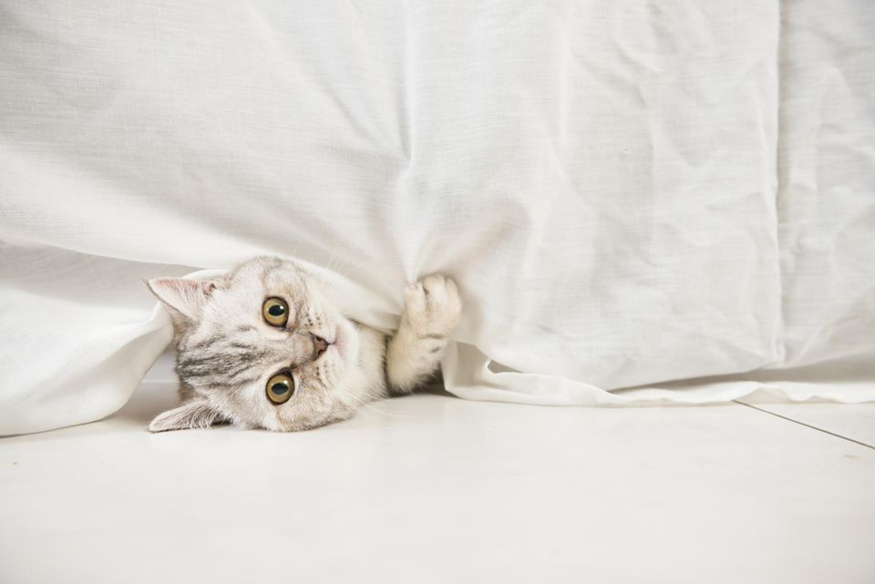 Cat peeping underneath tablecloth