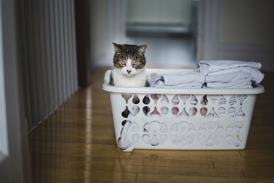 cat sitting in laundry basket with clean laundry