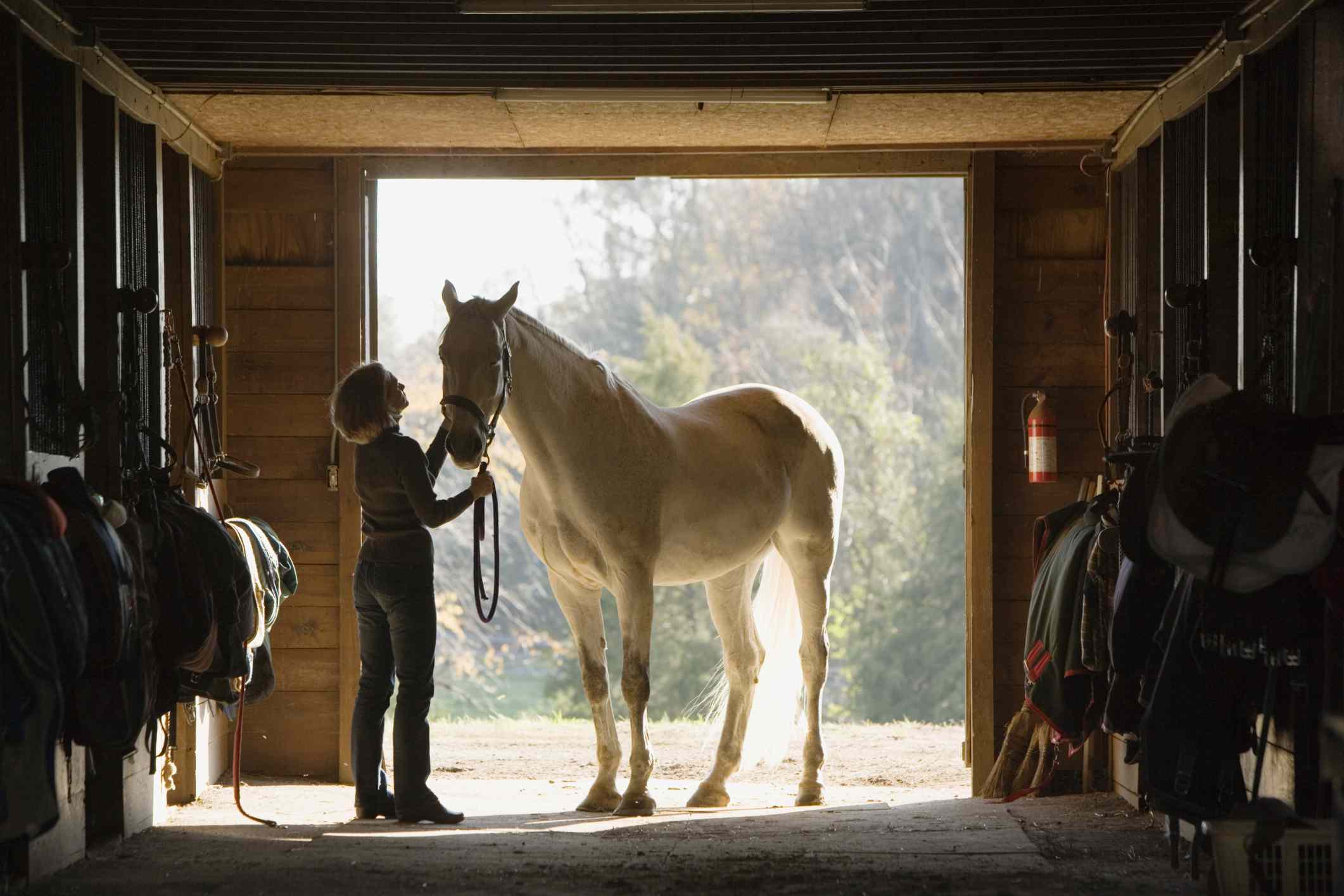 Stable hand grooms a white horse
