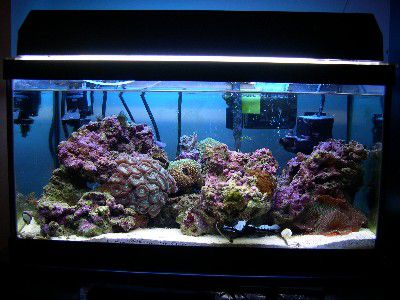 15g Reef Tank Image