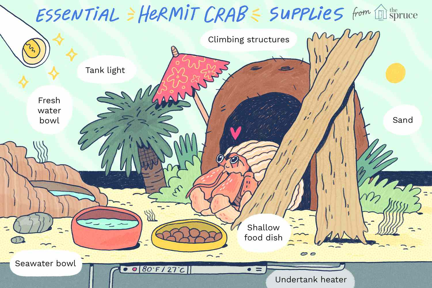 essential hermit crab supplies illustration