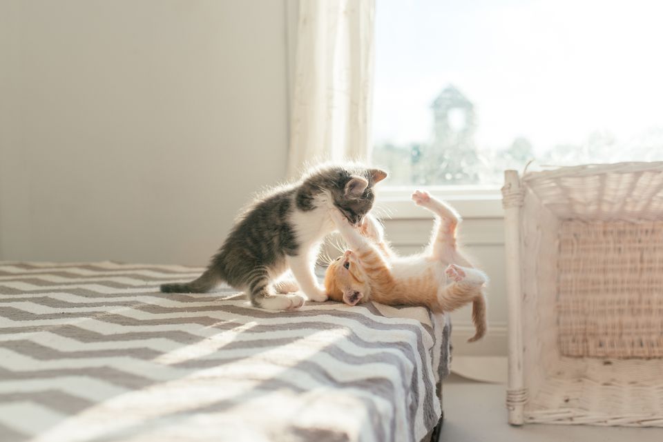 Kittens playing and socializing