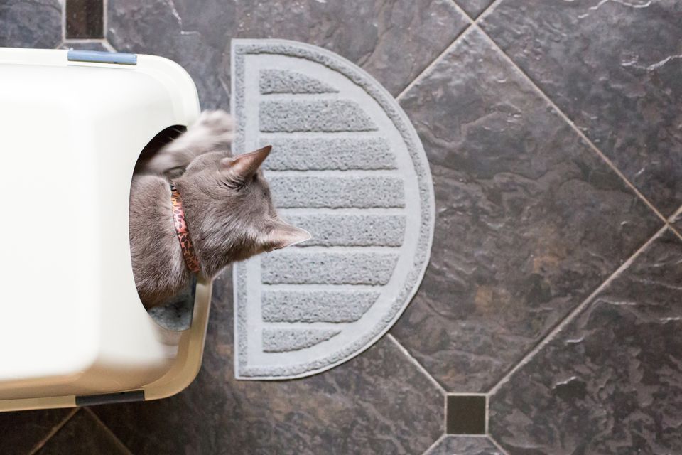 Aerial view of cat inside litter box with rug on tile floor.