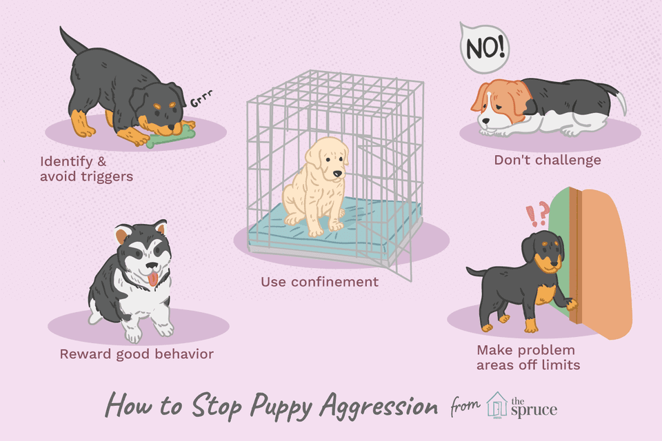 how to stop aggression in puppies