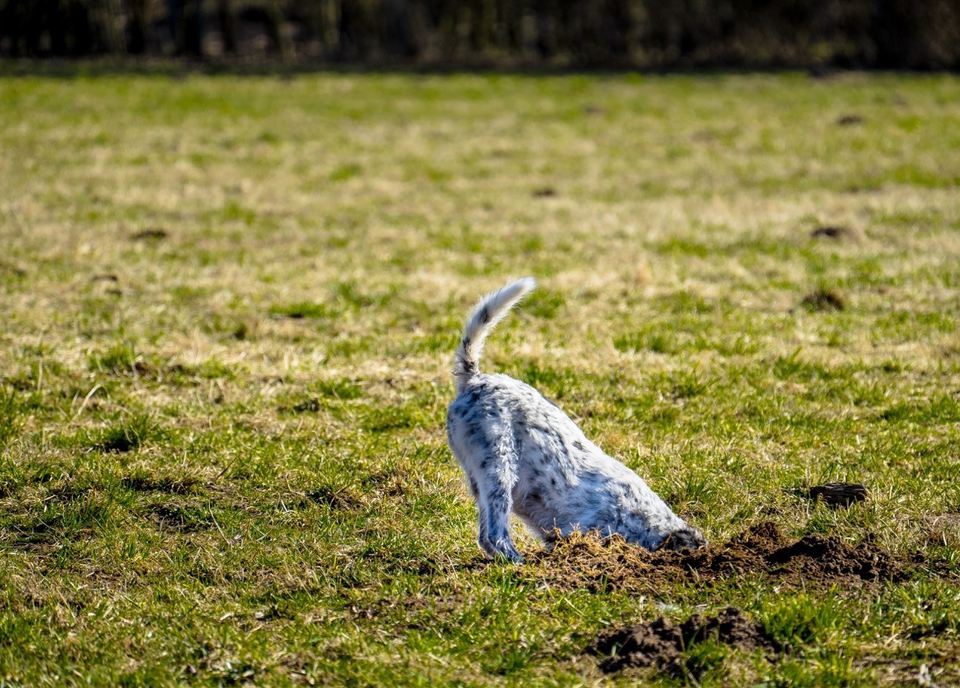 Dog Digging On Grassy Field