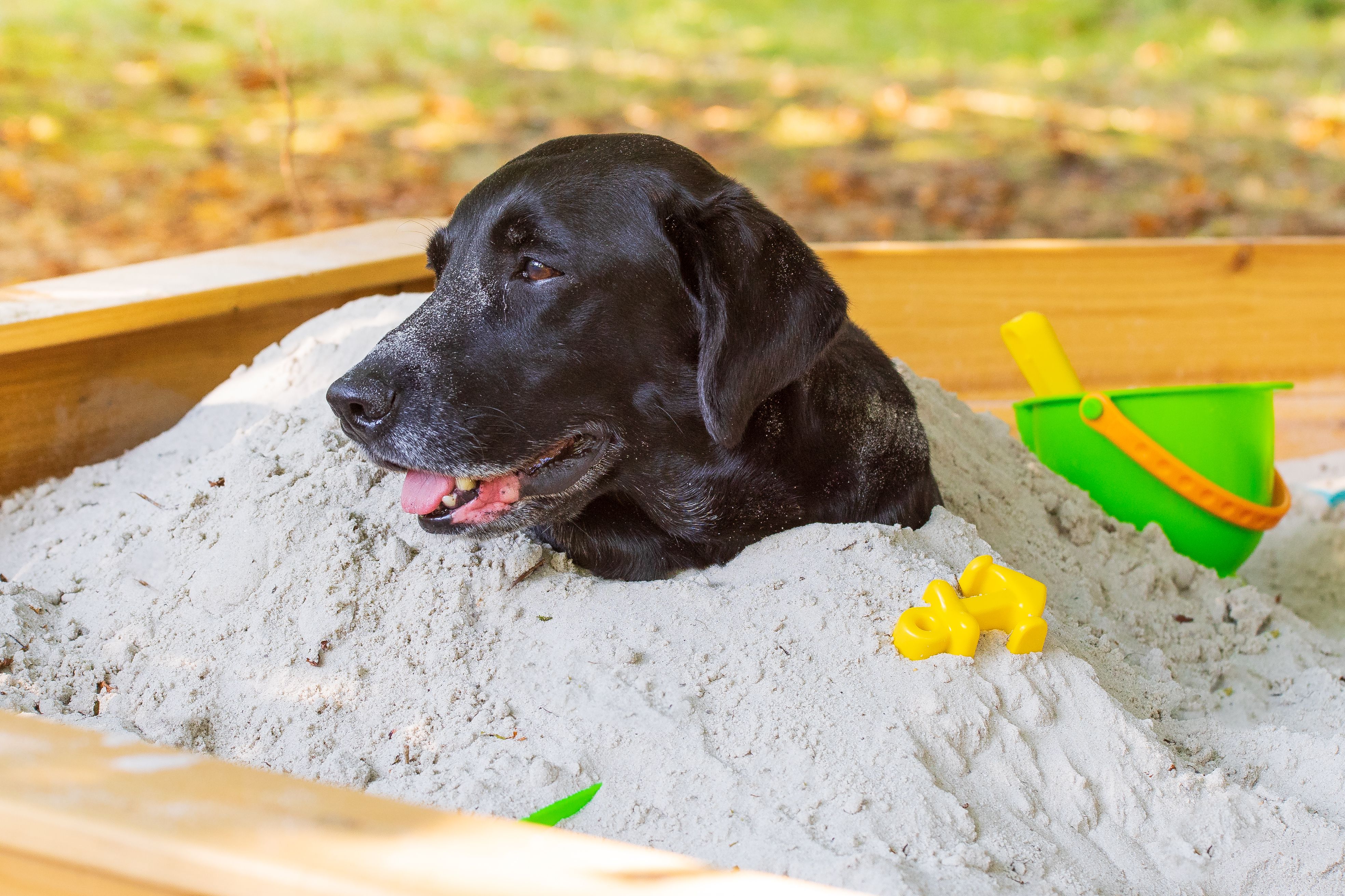 A Dog Plays In Sand