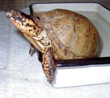 Edgar - Eastern Three-toed Box Turtle