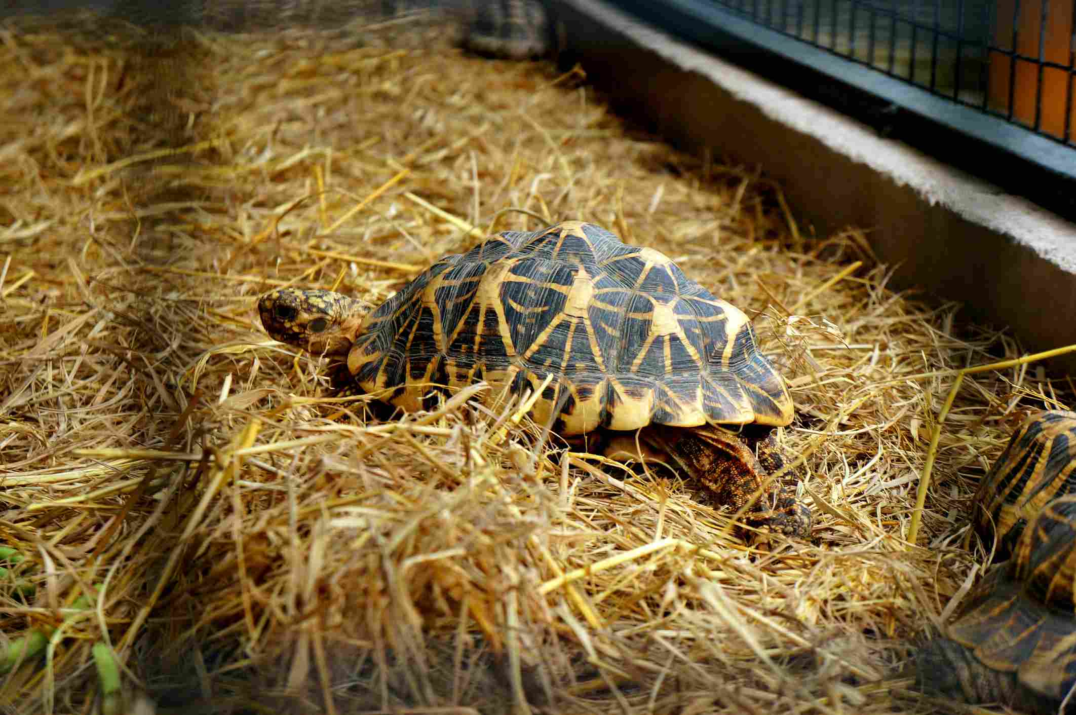 Tortoise cage
