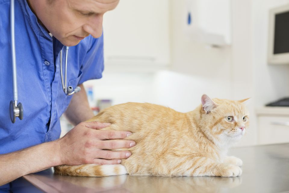 Veterinarian examining tabby cat in vet's office.4