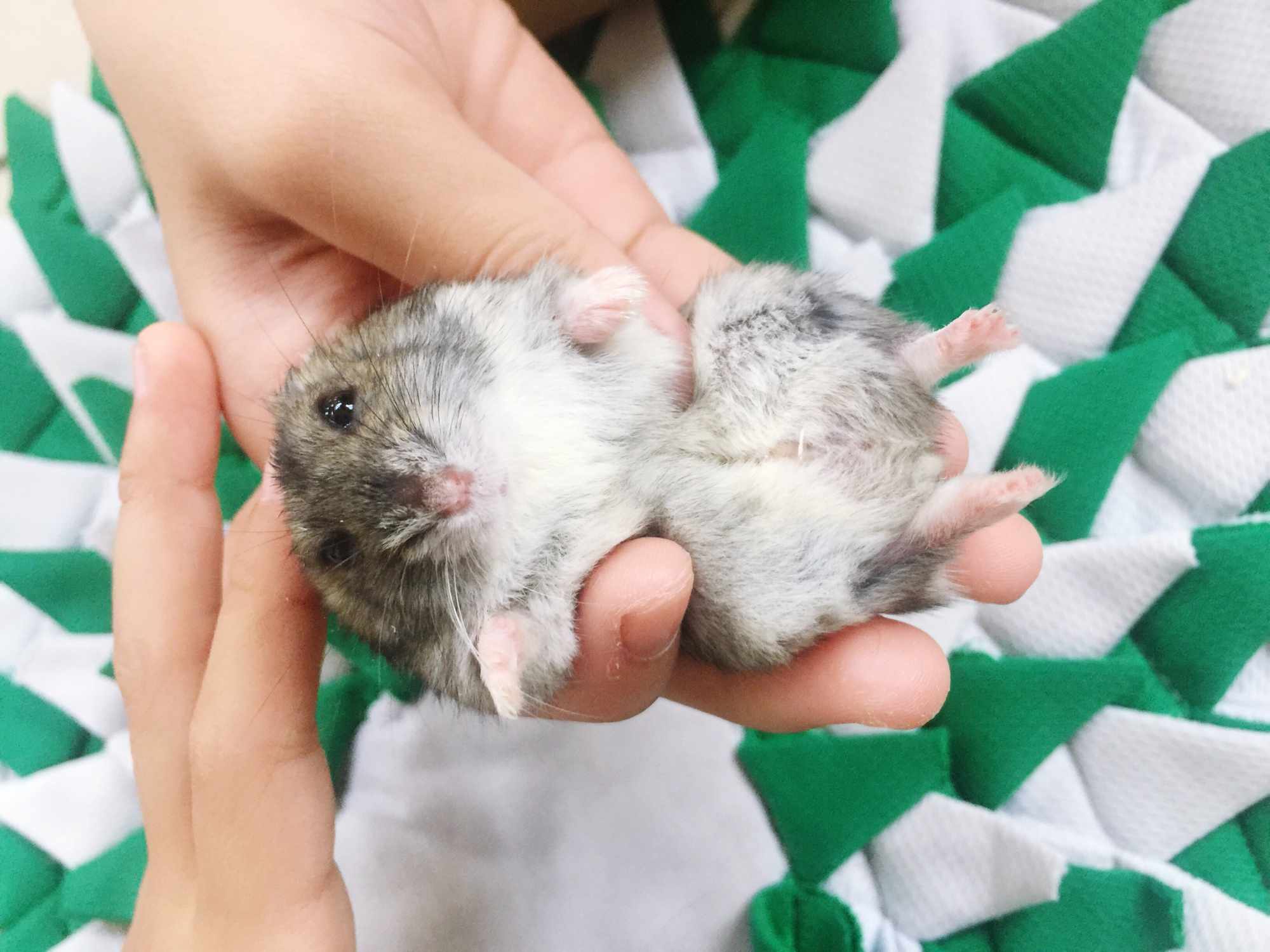 Holding hamster to show its belly