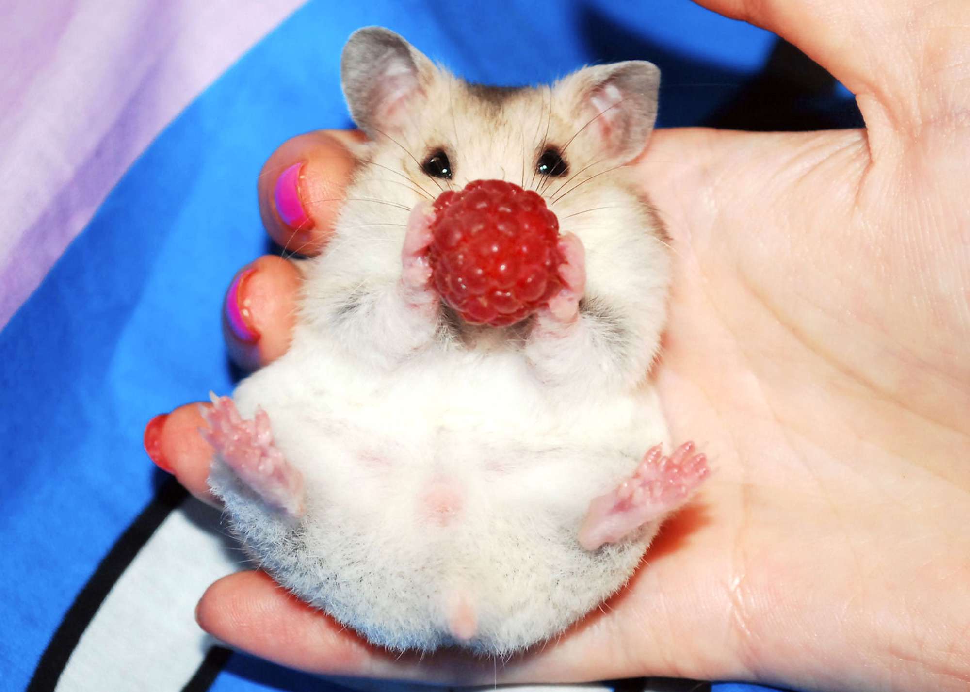 Female Syrian hamster with raspberry in hand