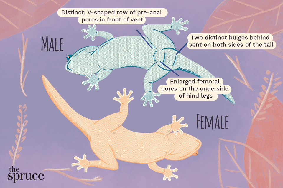 how to sex your leopard gecko illustration
