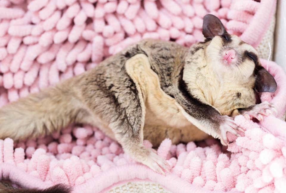 High Angle View Of Sugar Glider Relaxing On Rug