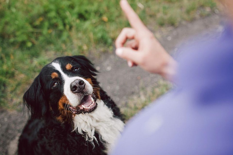Woman showing warning pointer finger to her dog
