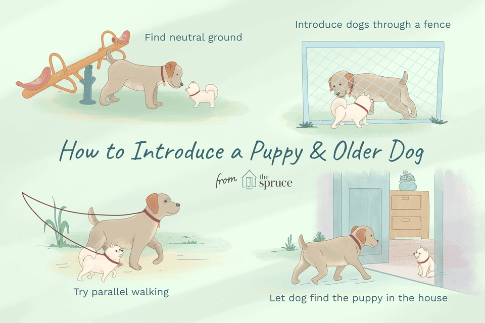 how to introduce a puppy and older dog