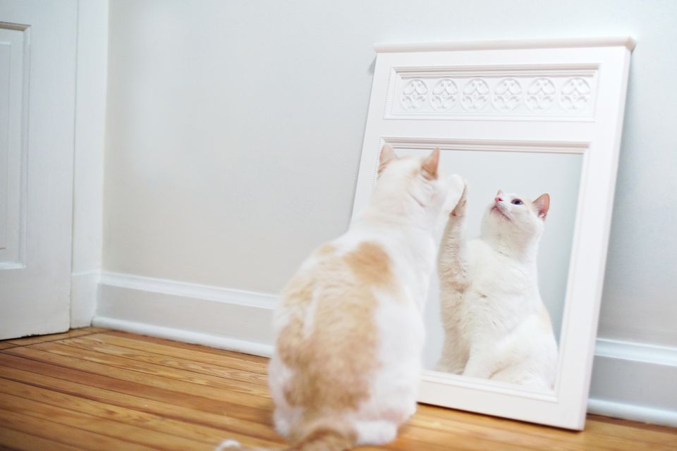 White cat playing with mirror reflection.