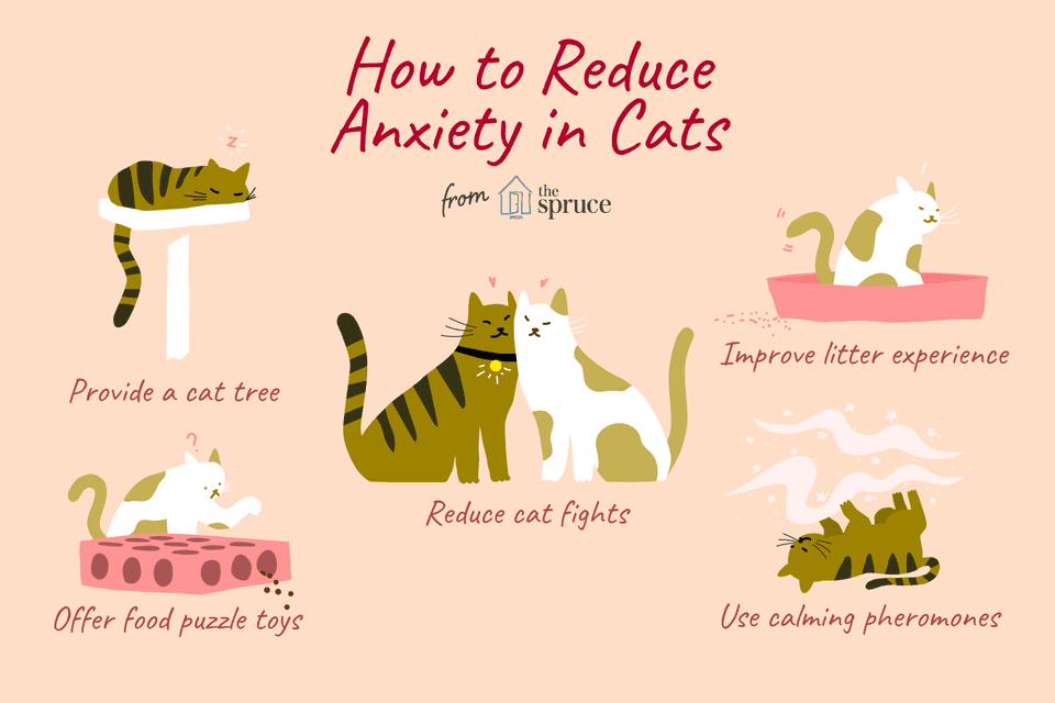 how to reduce anxiety in cats