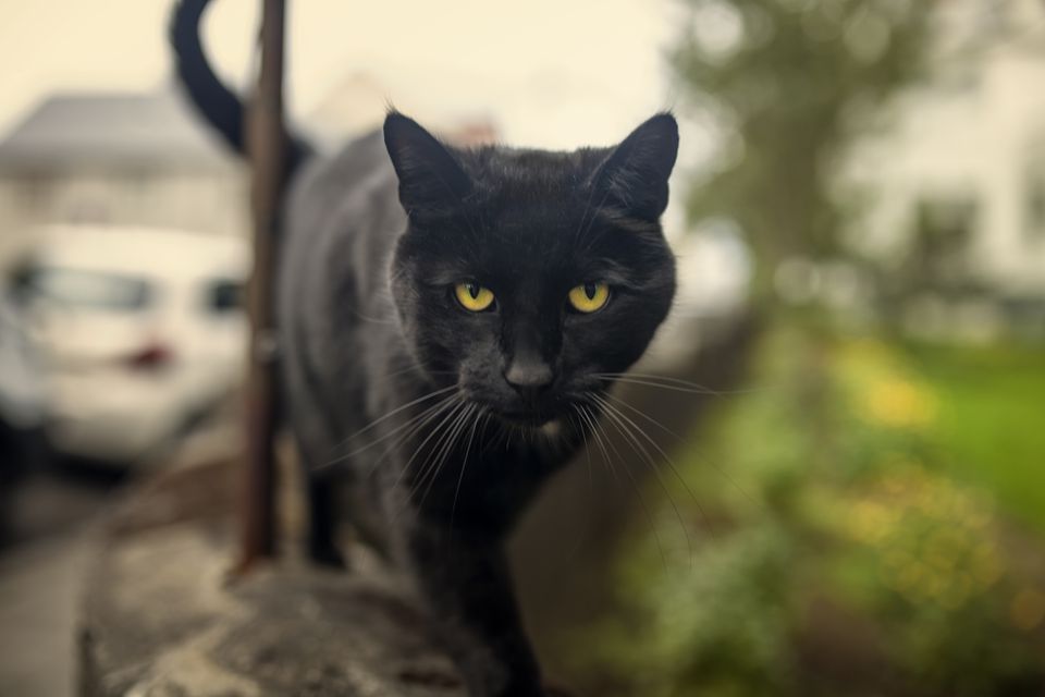 Bombay cat, Black cat