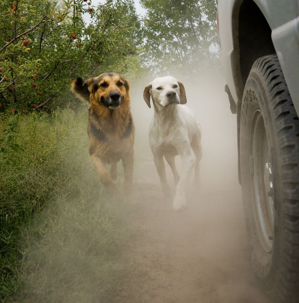 Dogs chasing a car