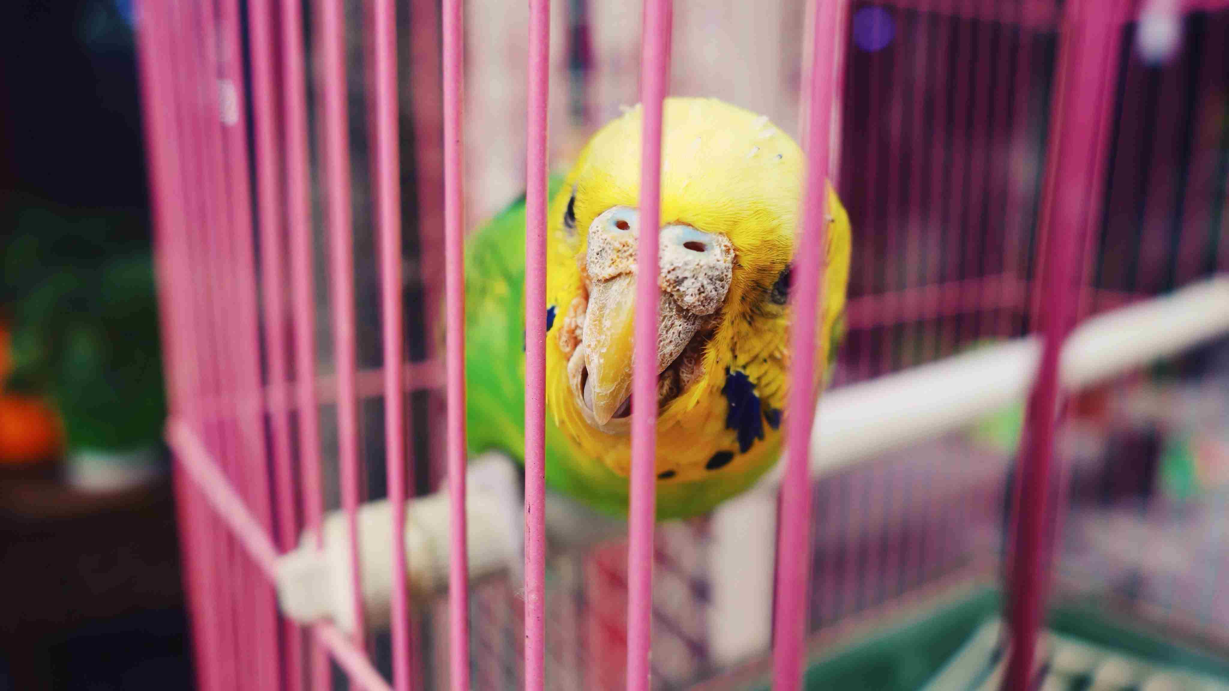 Close-Up Of Parrot In Cage