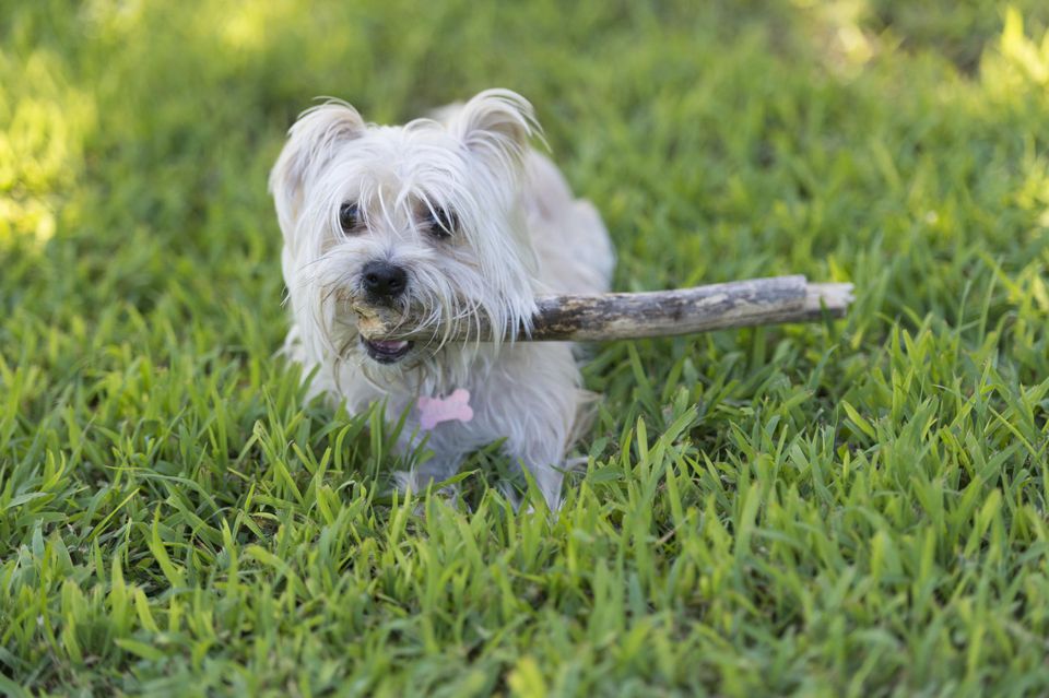 Morkie dog fetching stick