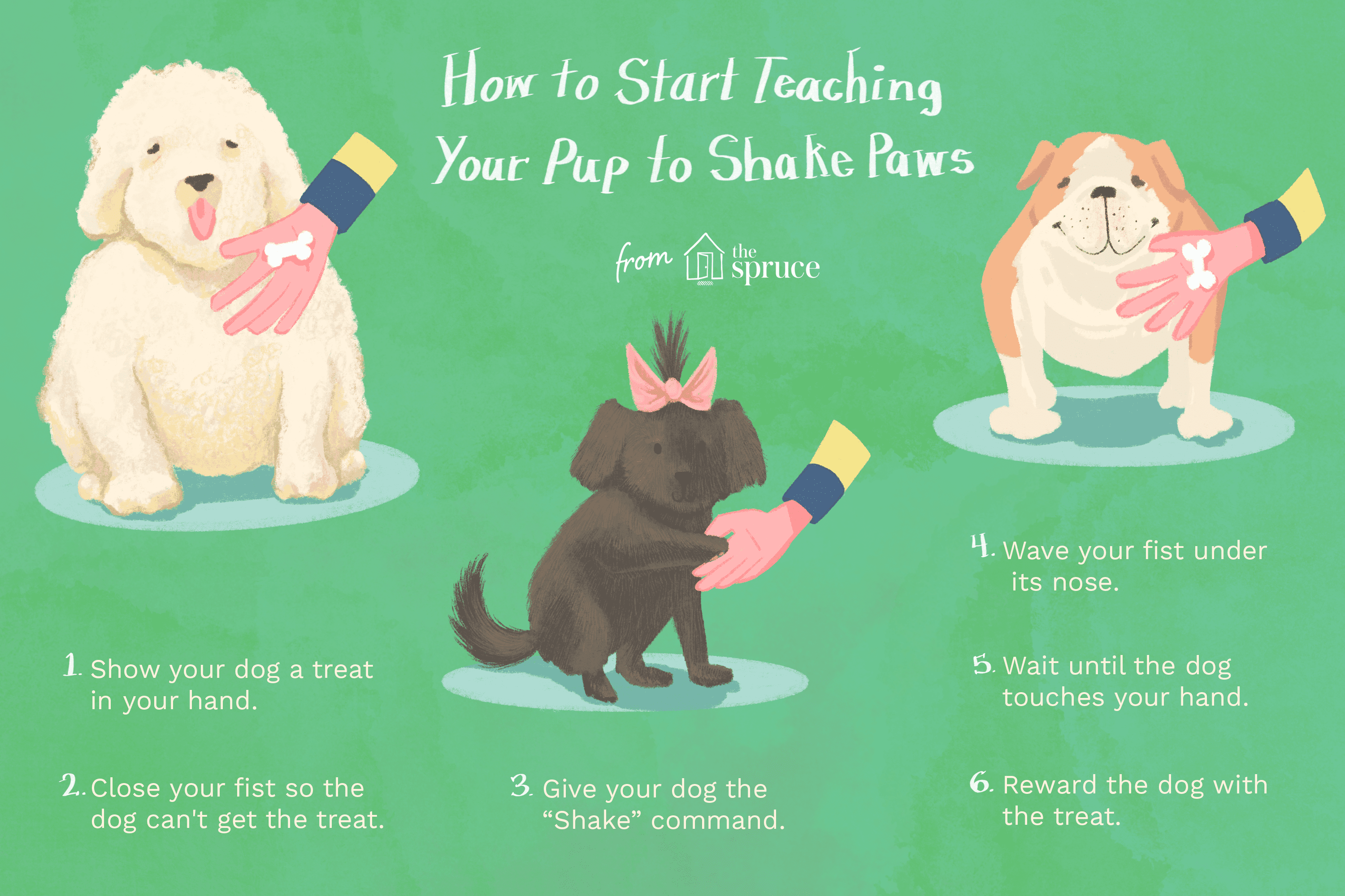 An illustration showing how to train a dog to shake paws