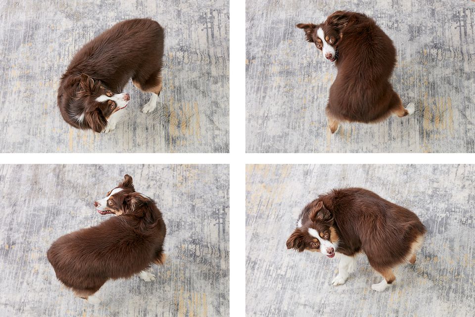 the progression of teaching a dog to spin