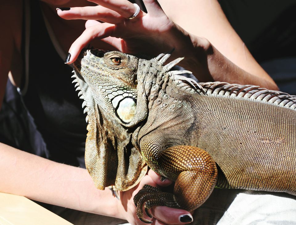 Hand touching pet iguana