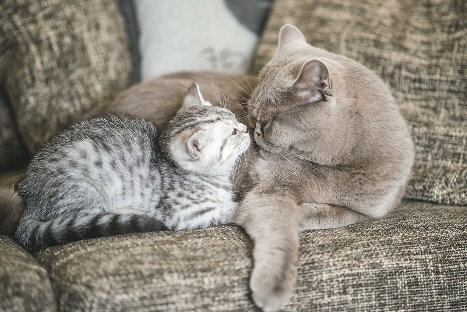 Grey tabby kitten with adult grey cat