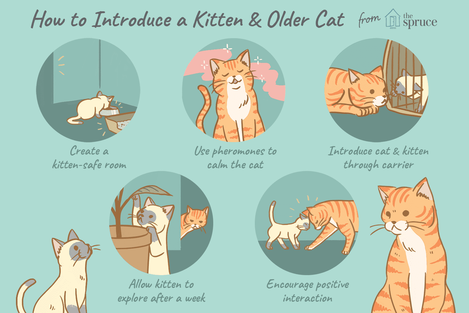 how to introduce a kitten and older cat