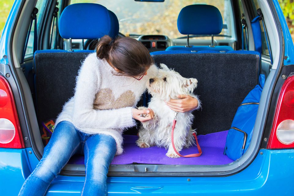 Girl Playing With West Highland Terrier in back of car