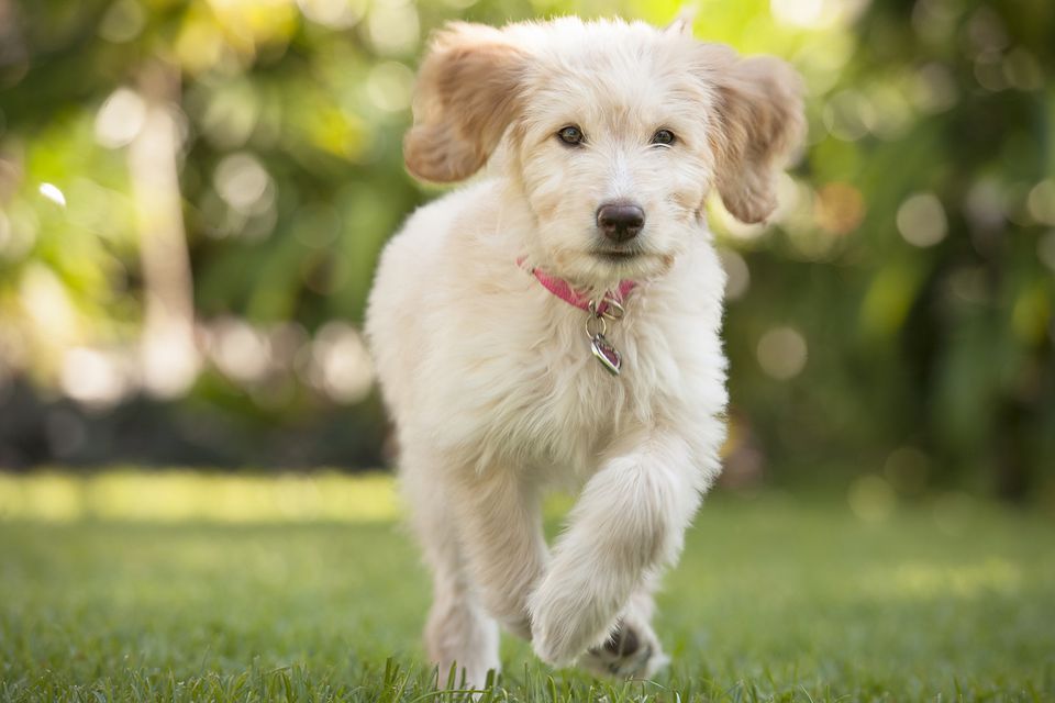 Young dog running outdoors