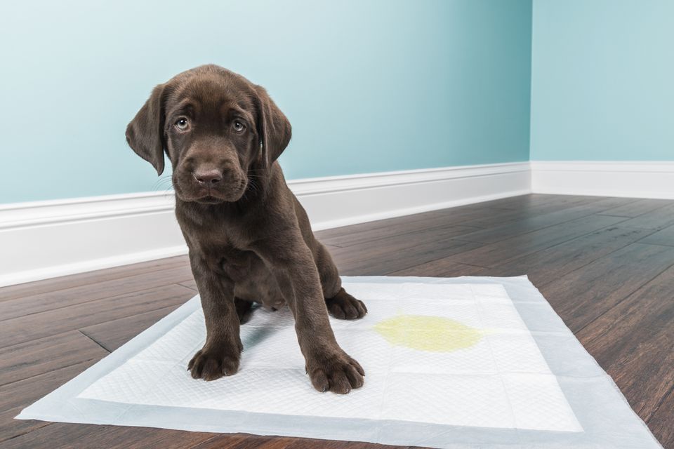 Chocolate lab puppy on pee pad with pee.