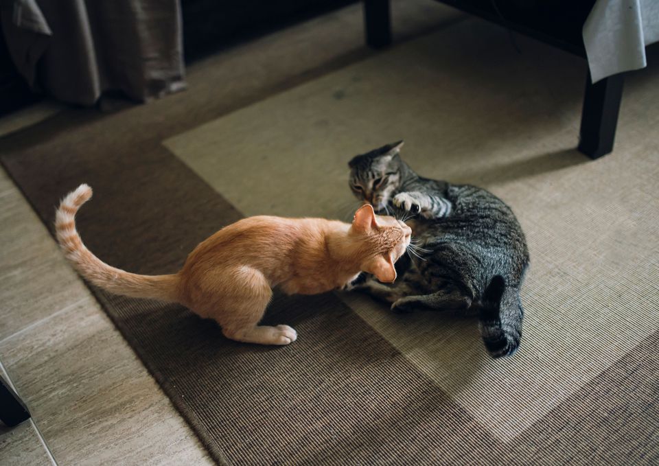 Photo of Two Tabby Cats Fighting