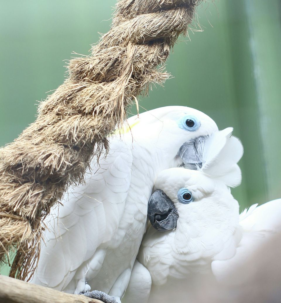 two umbrella cockatoos preening each other