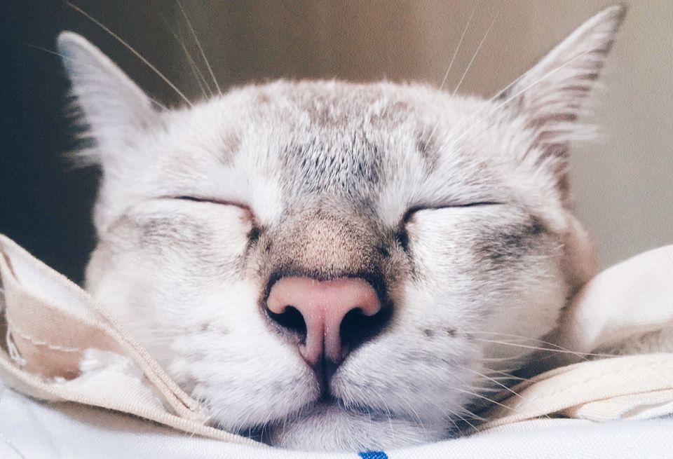 Close-Up Of Cat Sleeping