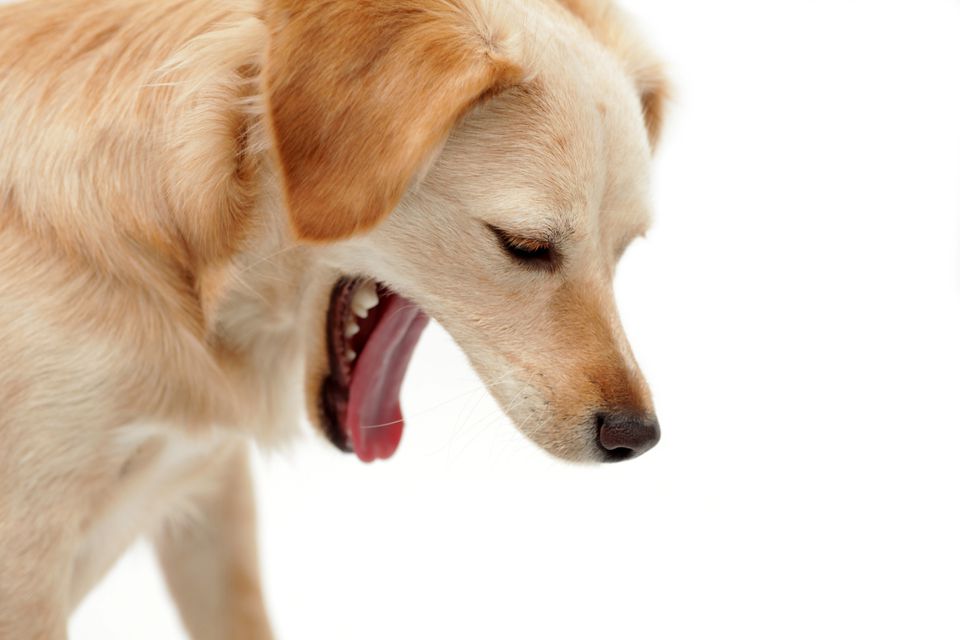 Dog open mouth vomiting