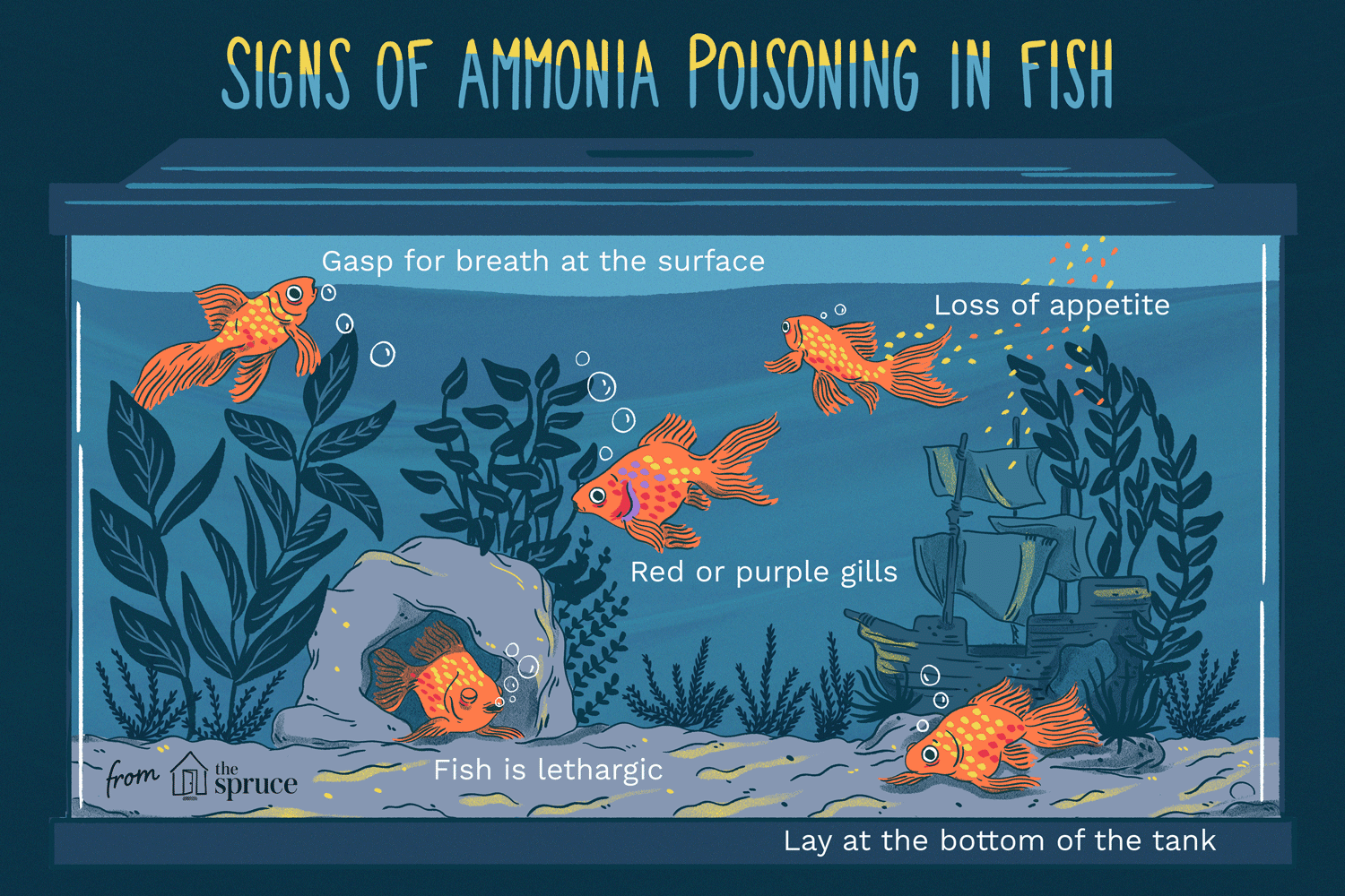 GIF of an illustration of the signs of ammonia poisoning in fish