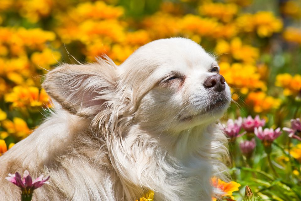Chihuahua with eyes closed inf ield of flowers
