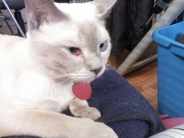 Cat with cherry eye