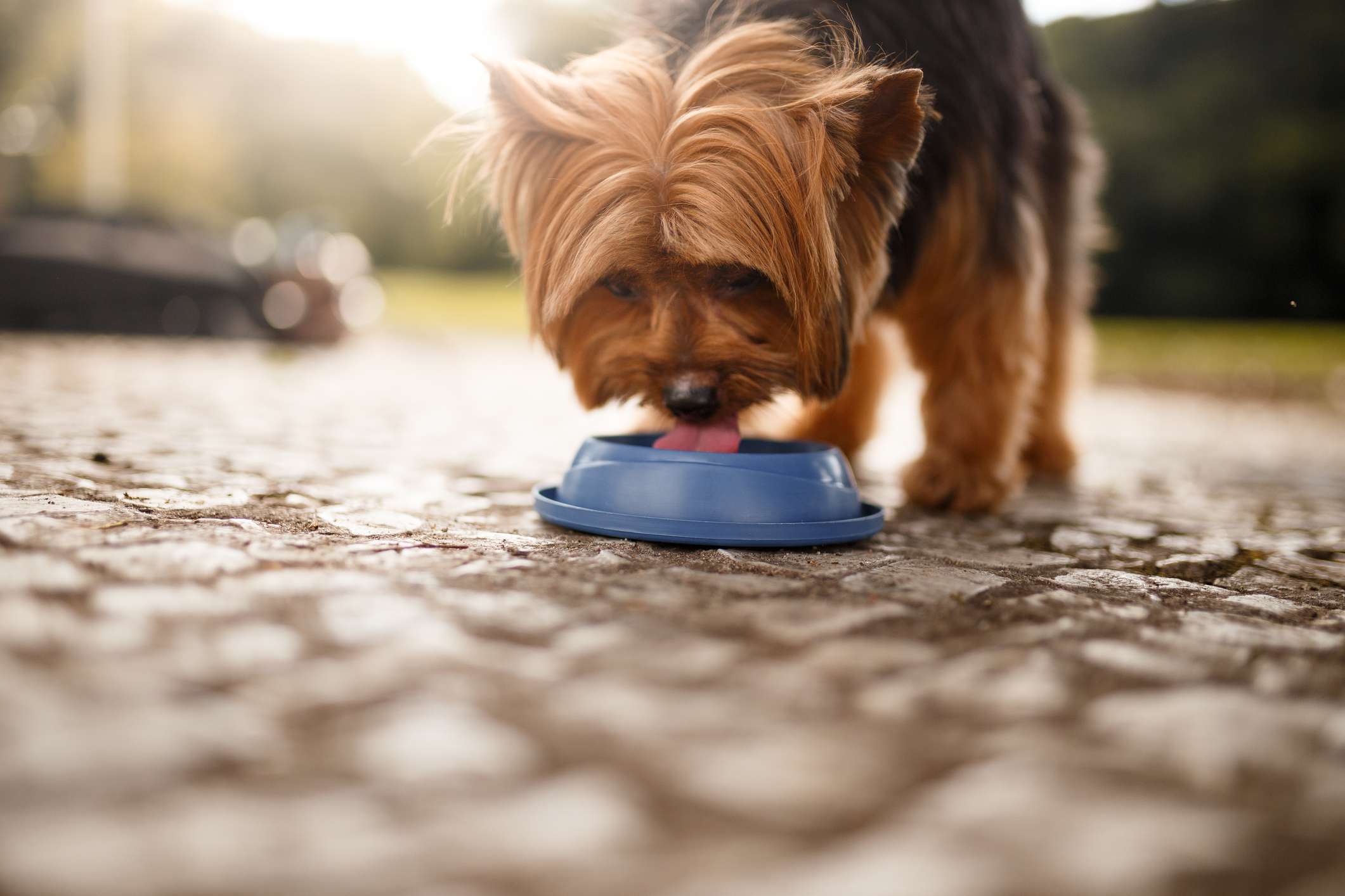 Dog drinking water out of a blue dish on the floor.