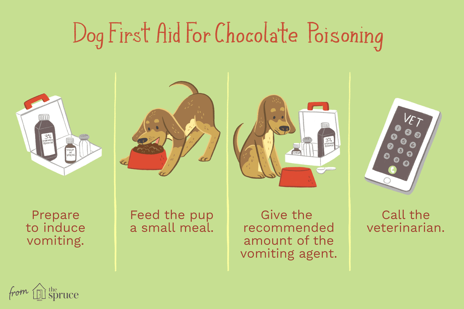 An illustration of first aid for a dog who has eaten chocolate