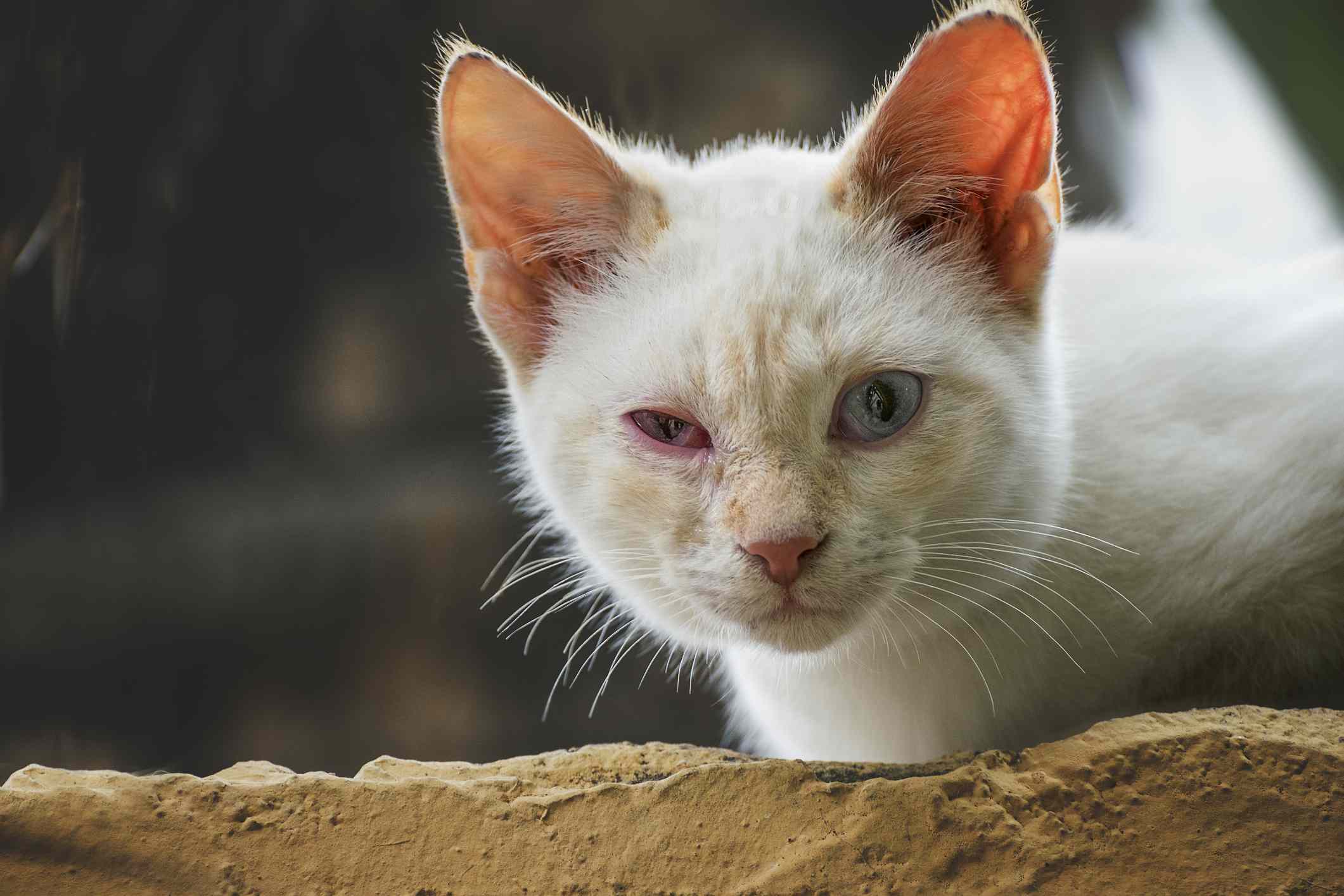 White cat with conjunctivitis squinting.