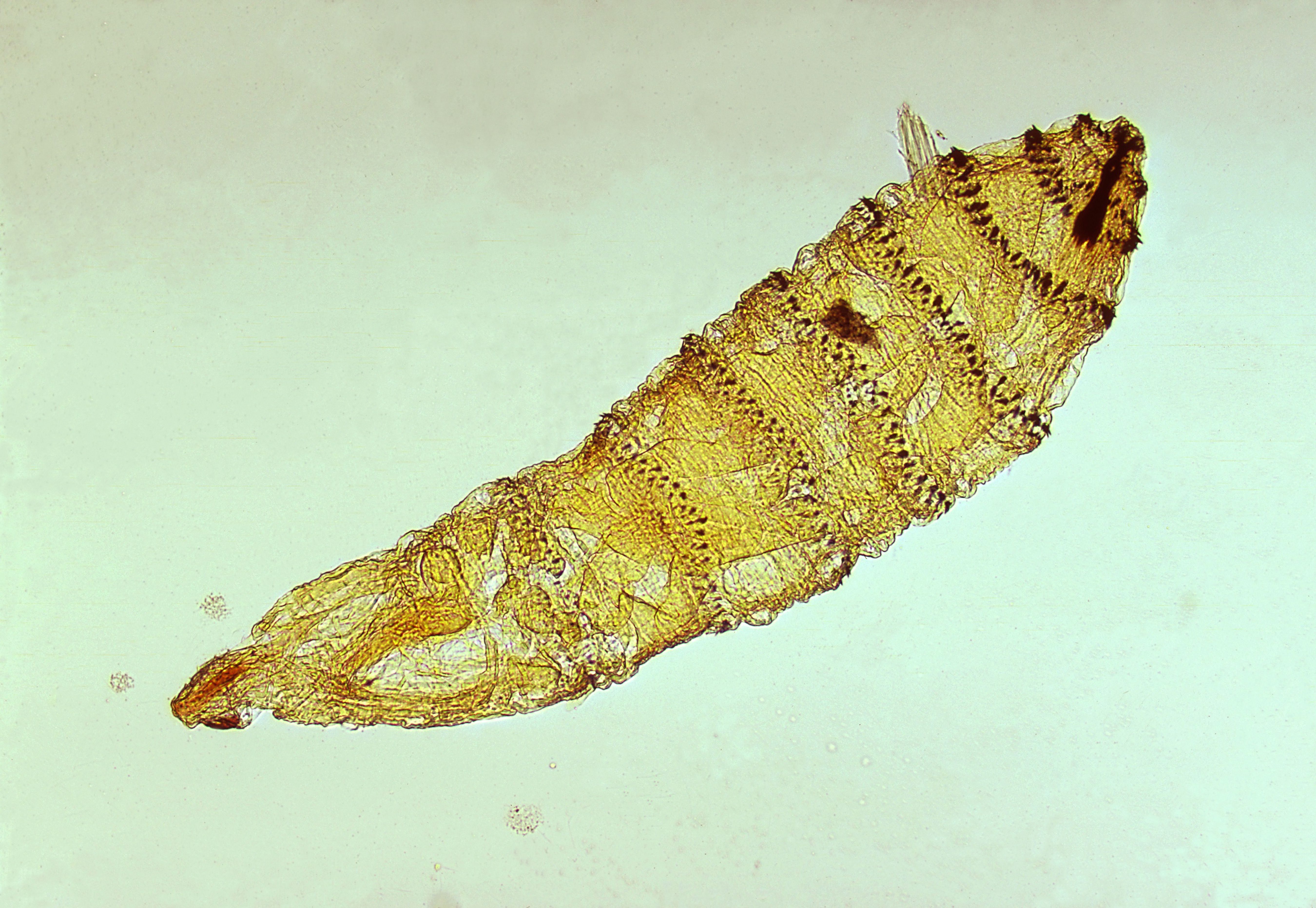 Cuterebra, a genus of botfly