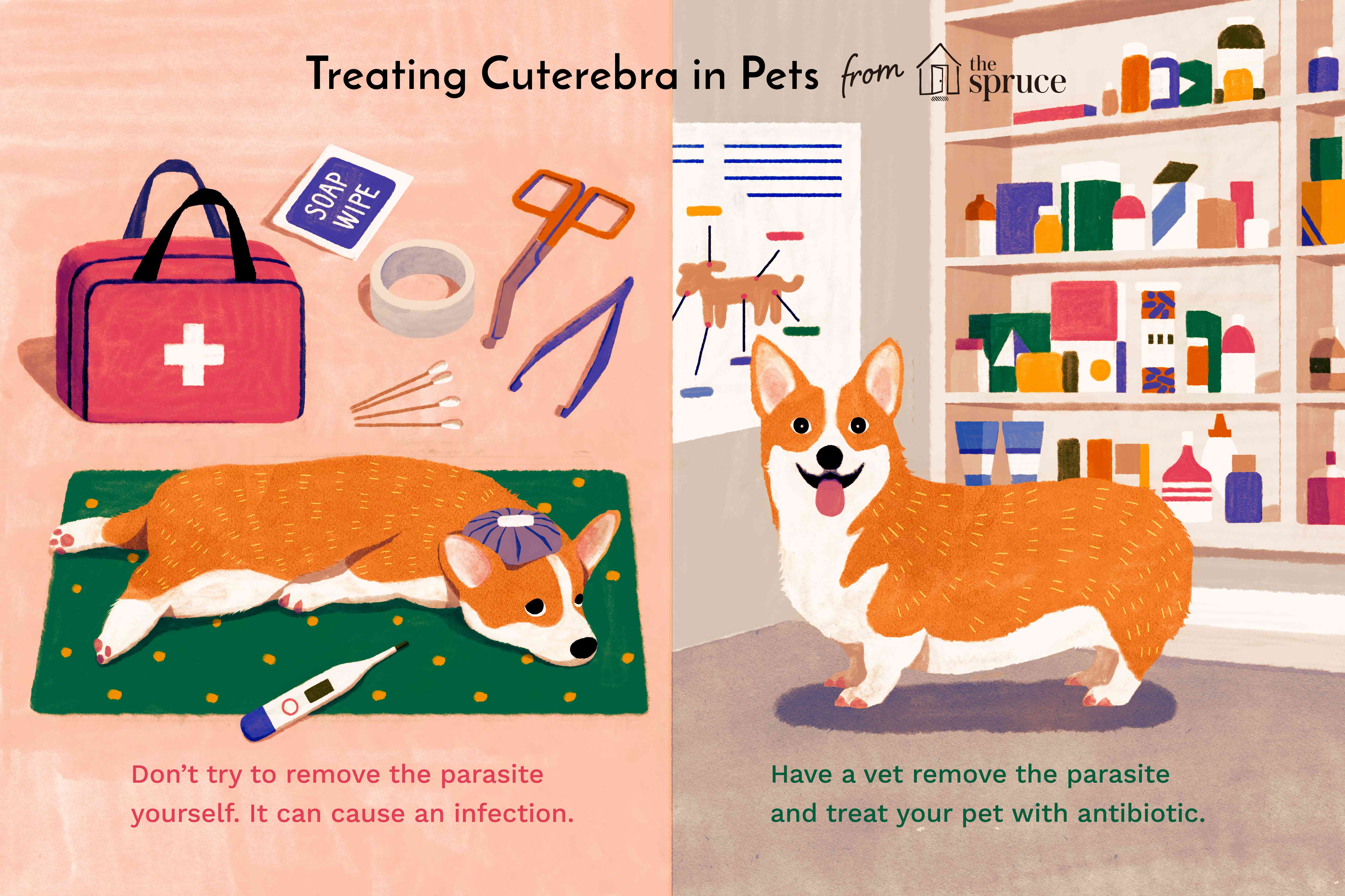 treating cuterebra in pets illustration