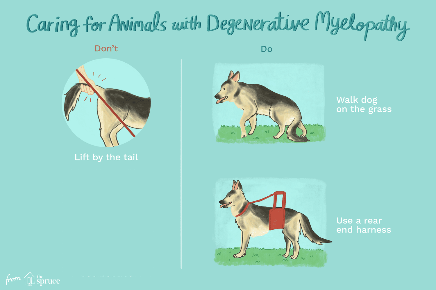 animals with degenerative myelopathy illustration