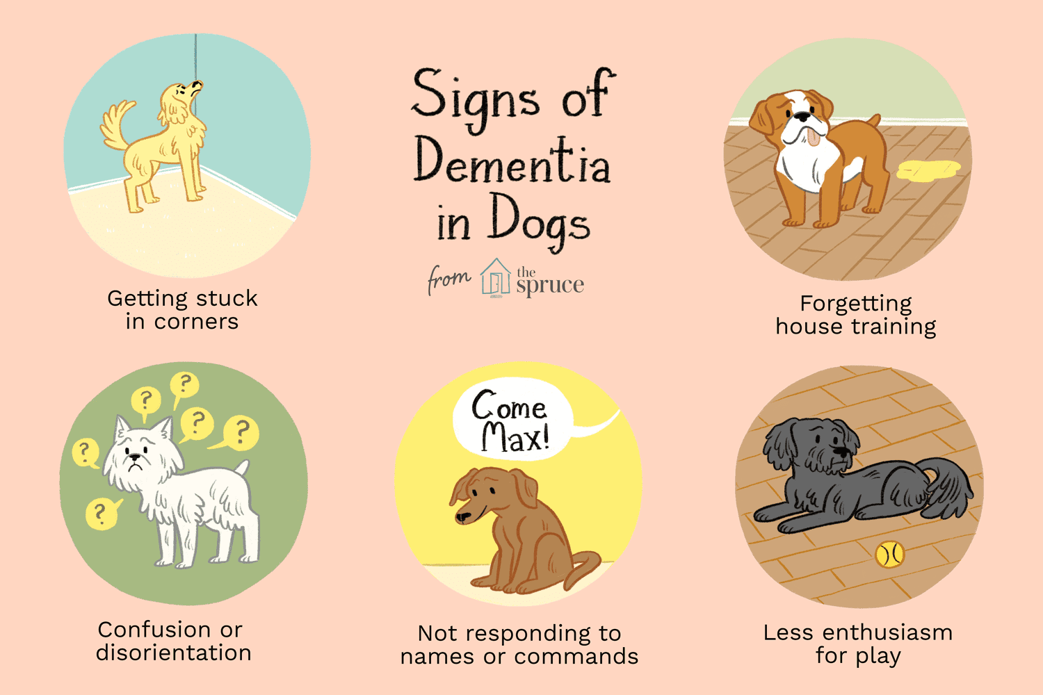 Illustration of signs of dementia in dogs