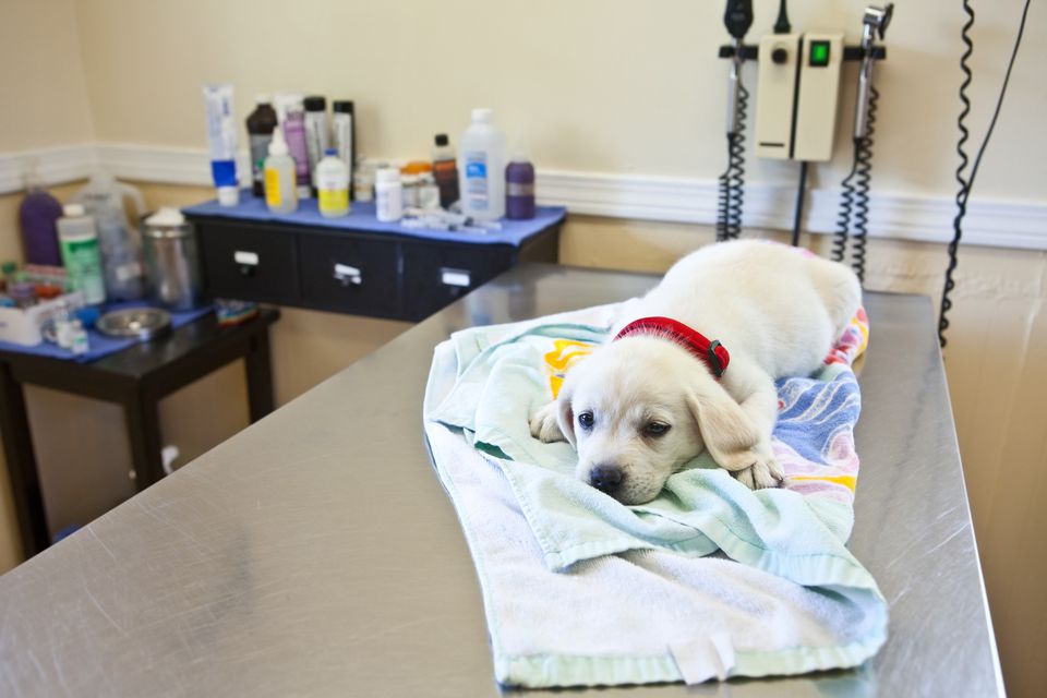Puppy lying down on a table at the veterinarian's office