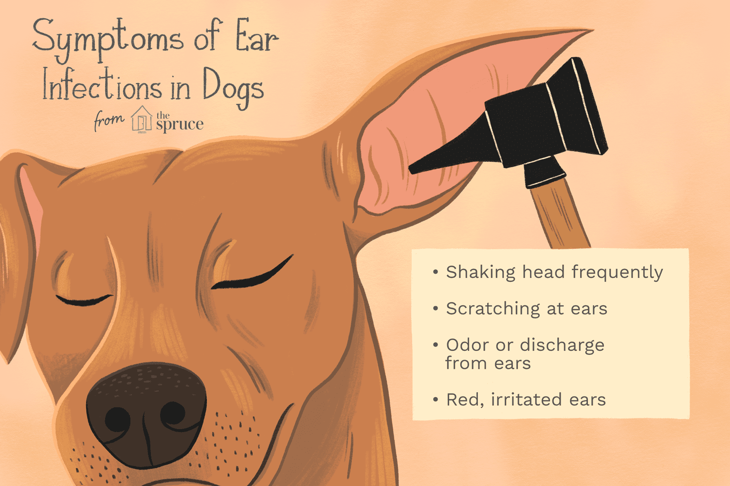 illustration of symptoms of ear infections in dogs